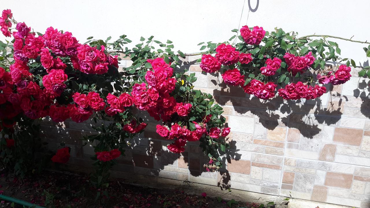 קראמוטי Irini Apartments מראה חיצוני תמונה